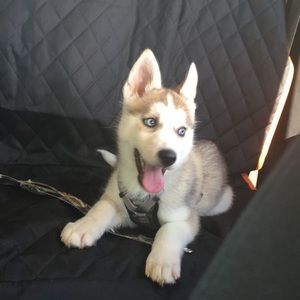 Meet your Posher, Laura